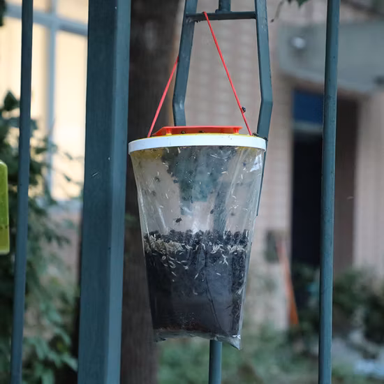 Ловушка для мух, борьба с насекомыми-ловушками для мух